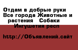 Отдам в добрые руки  - Все города Животные и растения » Собаки   . Ингушетия респ.